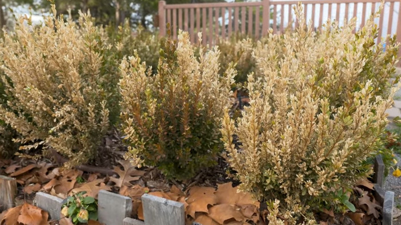 Boxwood shrubs with bleached and yellow foliage