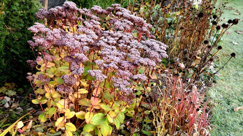 flower bed in fall