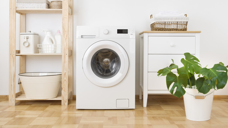 Modern washing machine and houseplant