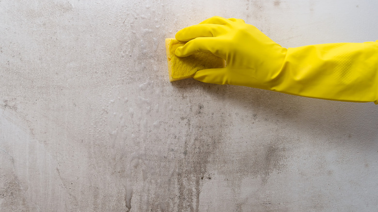 Hand in yellow glove washing mildew off the wall