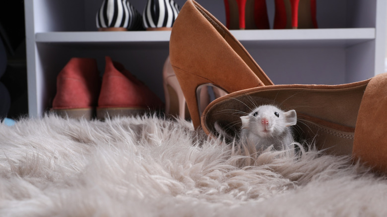 Mouse inside shoe in closet