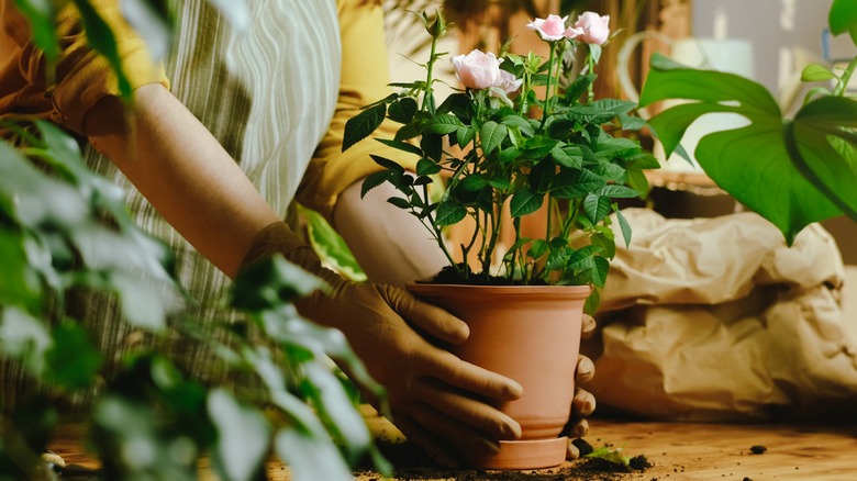 planting roses into a small pot