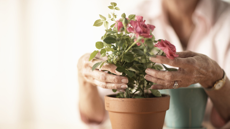 Woman's hands touching roses in a pot