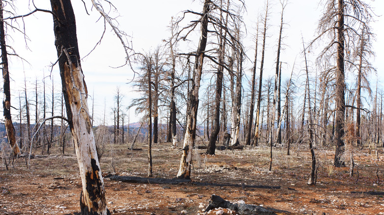 Fire damaged trees in forest 