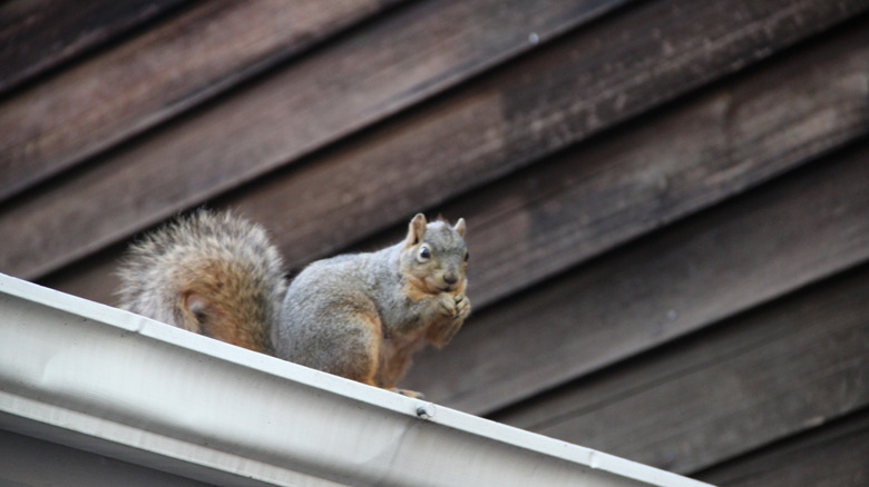 Squirrel on gutter