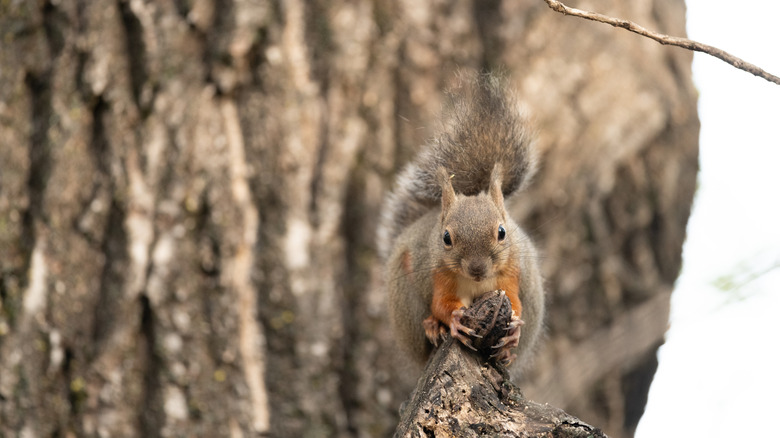 Squirrel on tree branch