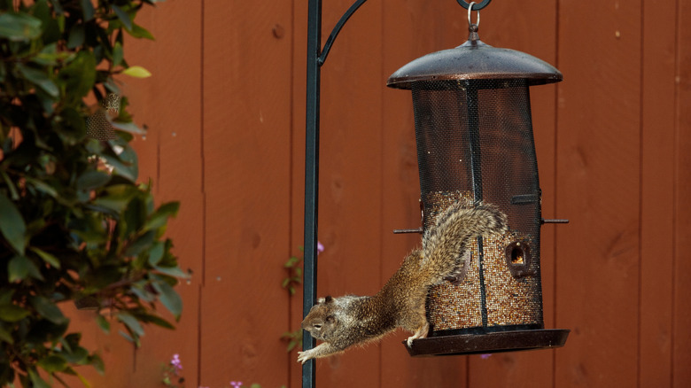 Squirrel at bird feeder