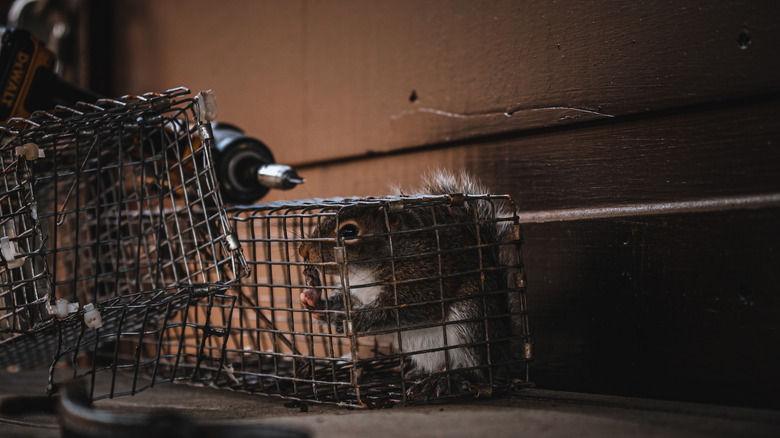 Squirrel in live trap
