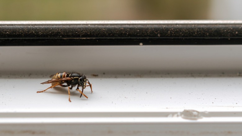 wasp sitting on windowsill