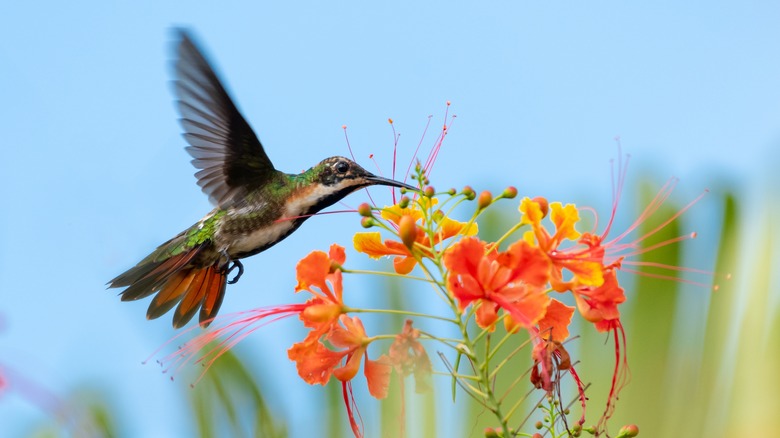 hummingbird near flower on sunny day