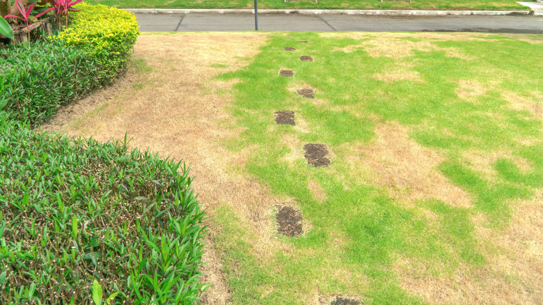 patchy lawn with compacted soil 