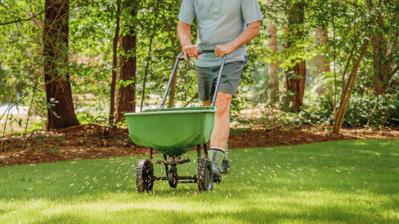 Person laying down grass seed