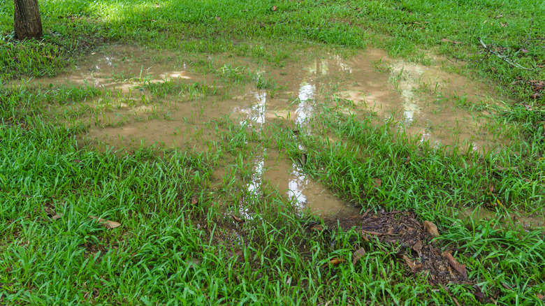 Muddy lawn with standing water