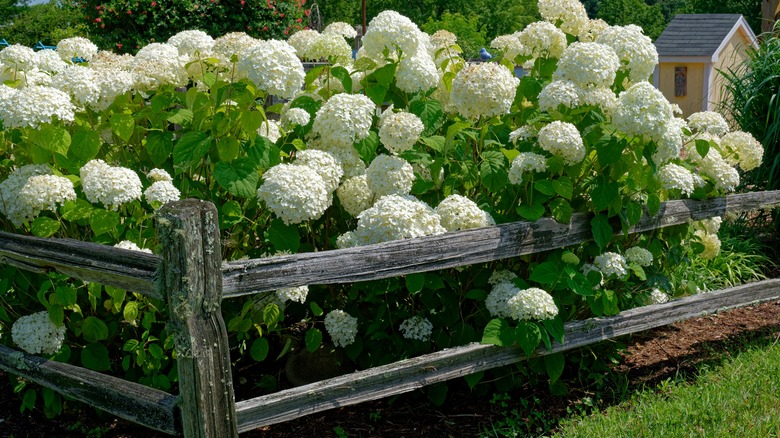 Fence around hydrangeas