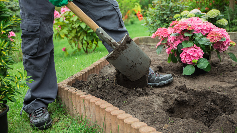 Planting hydrangea with shovel