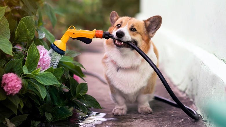 Corgi with hose watering hydrangeas