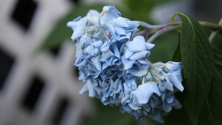 Drooping hydrangea bloom