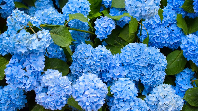Blue hydrangea bush