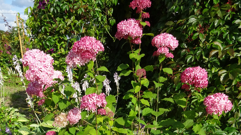 Hydrangea arborescens 'Abetwo' Incrediball