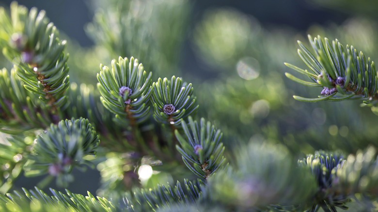 pine boughs