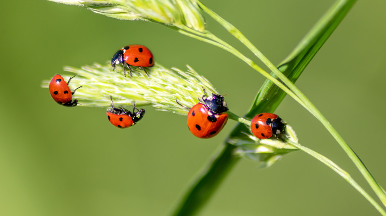 Ladybirds in garden 