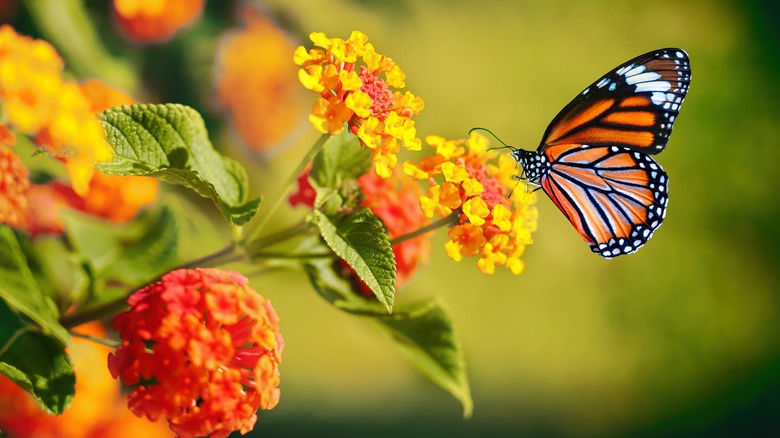 A monarch butterfly on a flower 