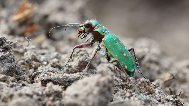 A bug in peatland 