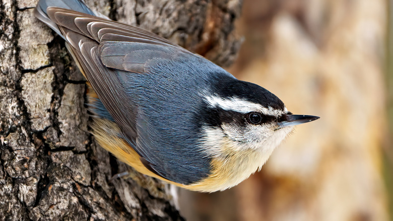 Nuthatch perched on wood bark