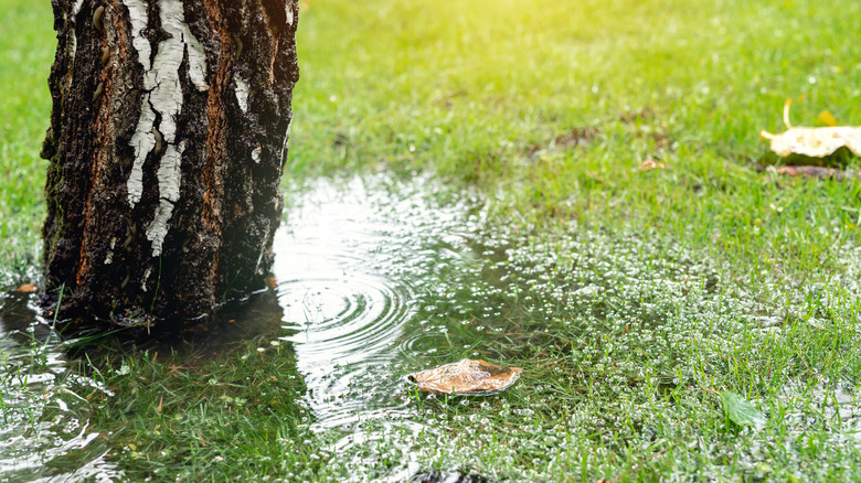 Puddle of water next to tree in yard