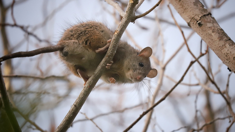 Roof rat climbing tree branch