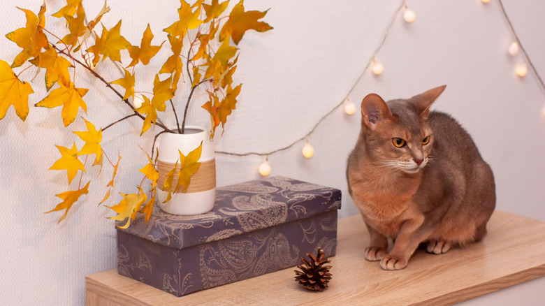 Fall bedroom cat string lights
