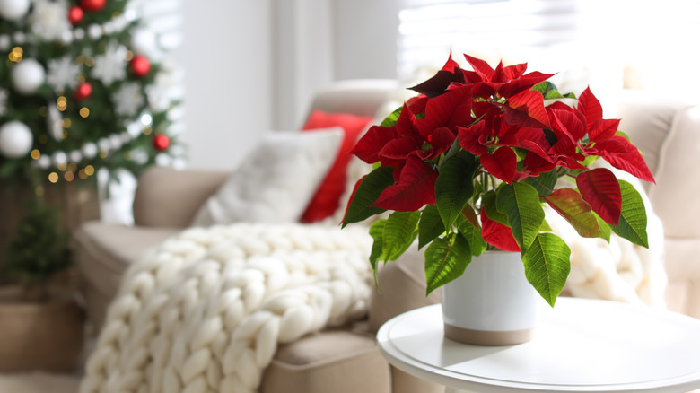 Potted poinsettia plant