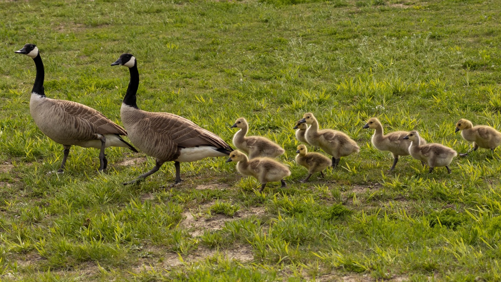 Simple Ways To Keep Geese Out Of Your Yard For Good