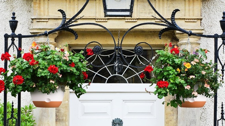 Two hanging baskets planted with red-flowering geraniums hang from a black wrought iron gazebo.
