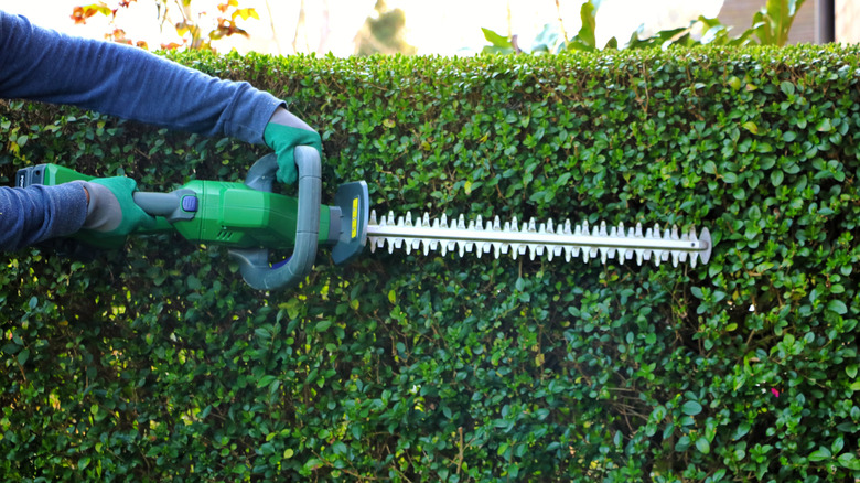 Person using double-sided hedge trimmers