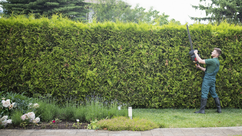 Man trimming a large hedge with double-sided hedge trimmer