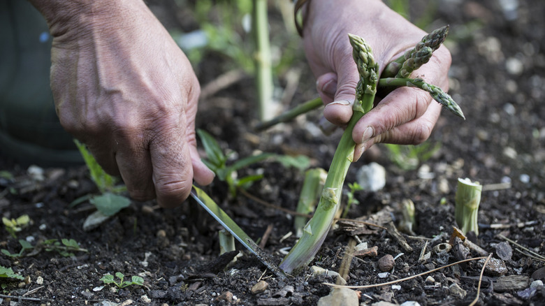 Hands harvesting a stalk of asparagus from the ground.