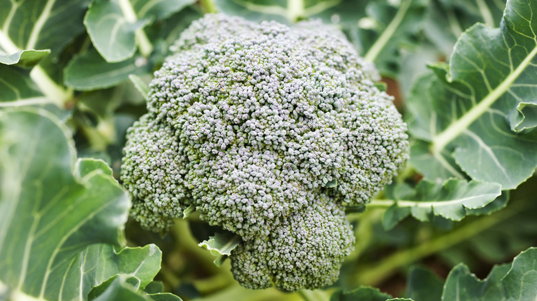 A close up of a head of broccoli growing in a bed.