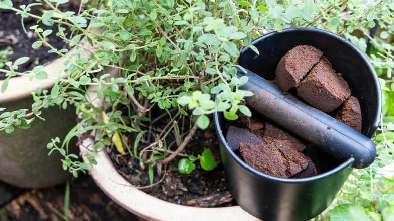 Compacted coffee grounds in a bucket sitting on a planter.