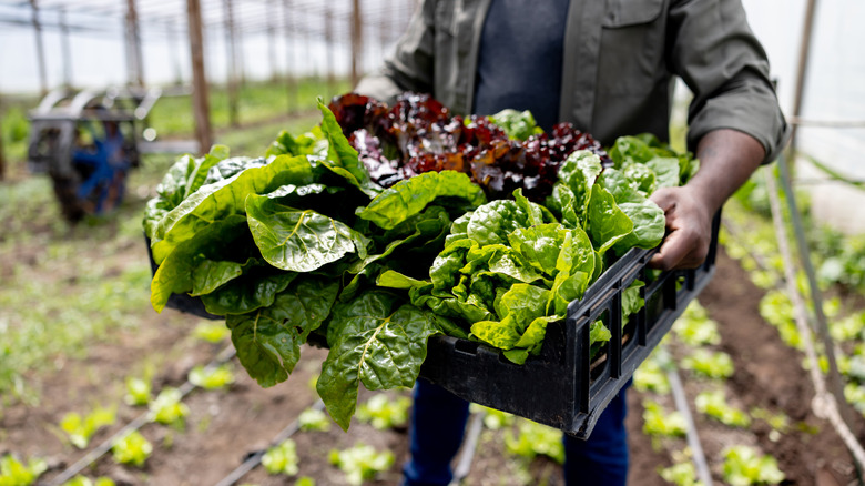 A farmer holding a crate of lettuce heads in the greenhouse.