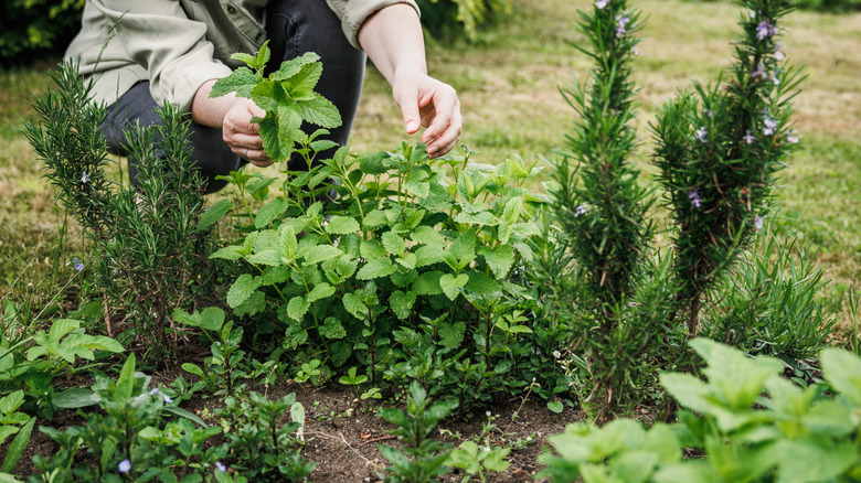 A person crouching down to harvest various herbs from a garden.