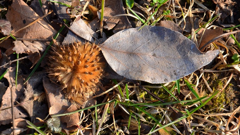 A beechnut on the ground next to dried autumn leaves