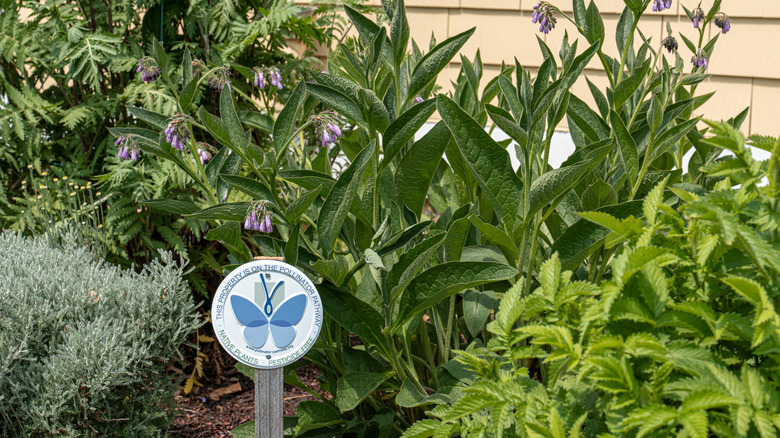 A garden beside a house wall with various plants and a sign indicating that it's a pollinator-friendly space.