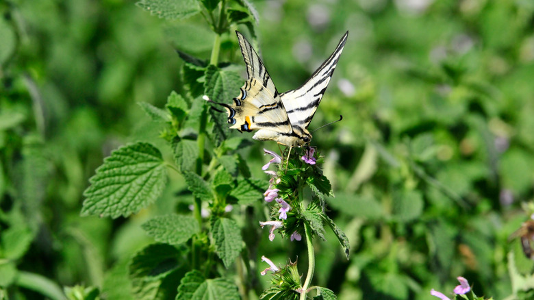 A butterfly visits the flowers of lemon balm growing in a garden bed.