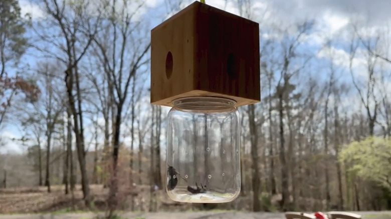A wood and plastic bee trap with two carpenter bees inside