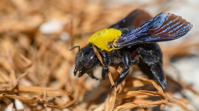 A carpenter bee on a woody branch