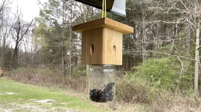 A wood bee trap holding several large carpenter bees