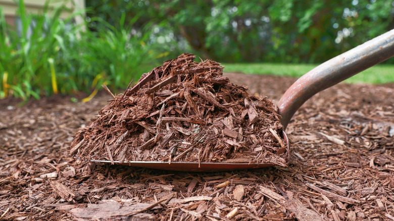 Close-up of a shovel loaded with wood chips