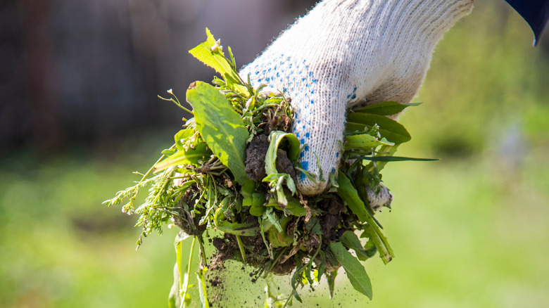 A person holding uprooted weeds