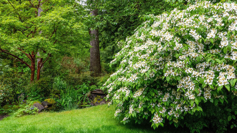 Doublefile viburnum shrub in a forested yard.